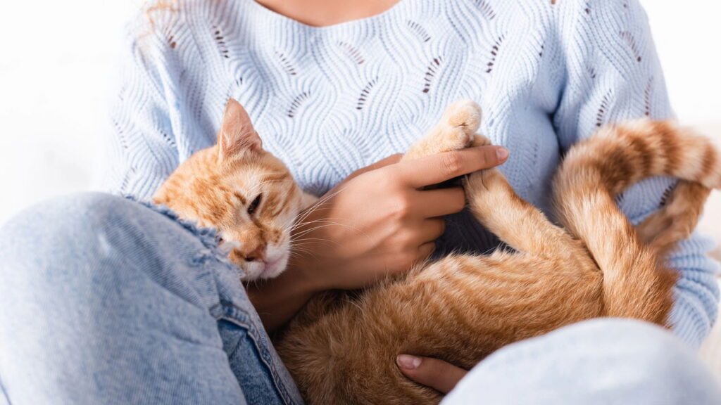 Cientistas revelam que gatos compreendem melhor os humanos do que imaginávamos