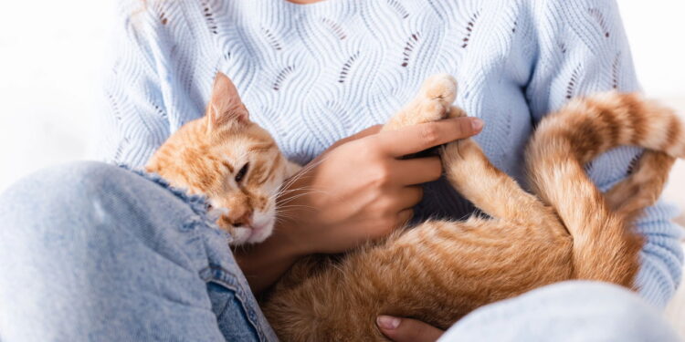 Cientistas revelam que gatos compreendem melhor os humanos do que imaginávamos