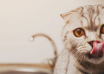 3 formas seguras de usar camomila no seu gato sem erro