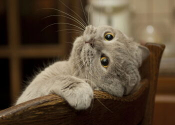 O comportamento que revela que seu gato não aguenta mais ficar sozinho