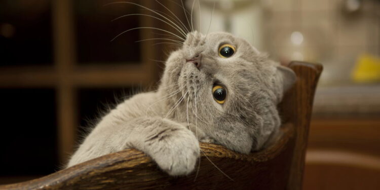 O comportamento que revela que seu gato não aguenta mais ficar sozinho