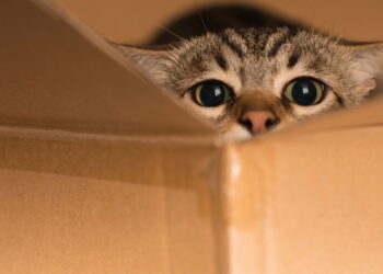 Especialistas revelam por que os gatos amam caixas