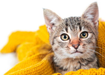 Cuidados essenciais para manter seu gato aquecido no inverno.