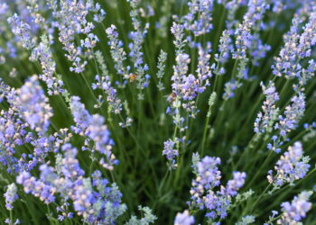 As 3 plantas para começar a cultivar em agosto para estarem lindas no verão