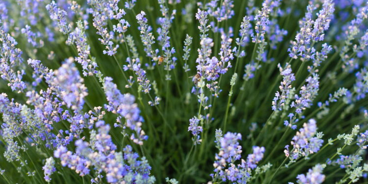 As 3 plantas para começar a cultivar em agosto para estarem lindas no verão