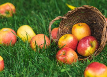 Saiba como ter um cultivo saudável e produtivo de maçãs em casa