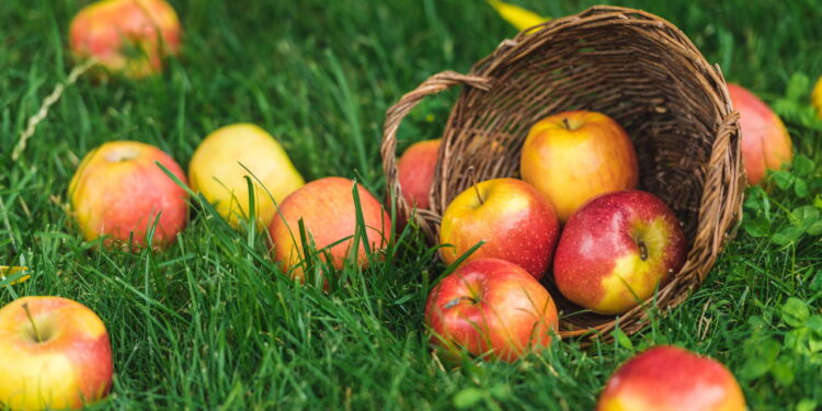 Saiba como ter um cultivo saudável e produtivo de maçãs em casa
