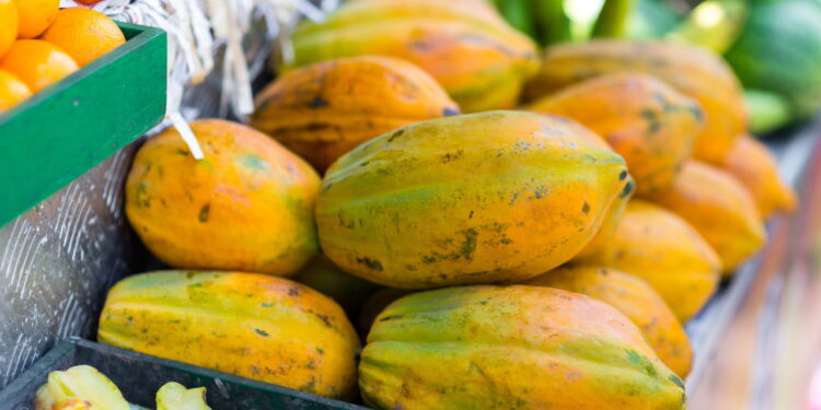 Saiba a verdadeira forma rápida e fácil de cultivar mamão no seu quintal