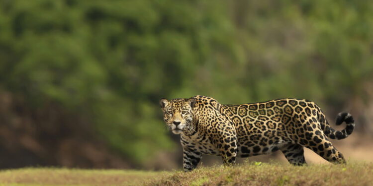 Esse é o destino mais selvagem e encantador do Brasil