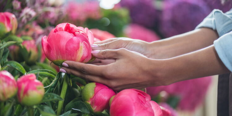 Aprenda a ter um cultivo produtivo e marcante de peônias em seu quintal!