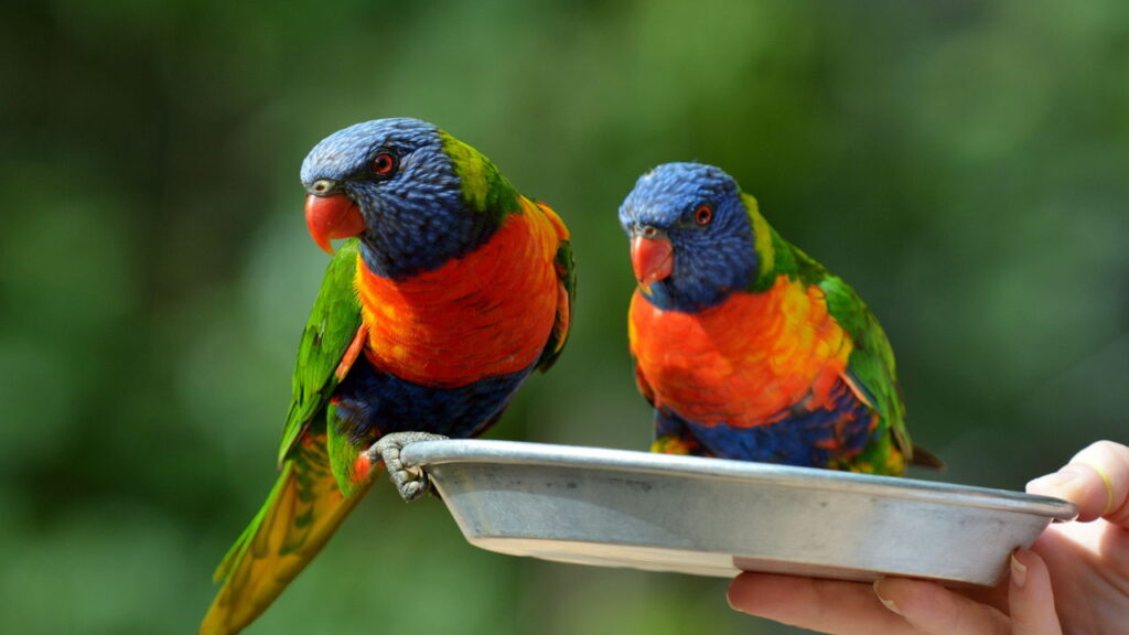 Ele é pequeno mas exige mais atenção do que você imagina