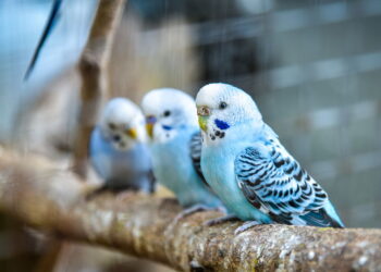 Ele é pequeno mas exige mais atenção do que você imagina