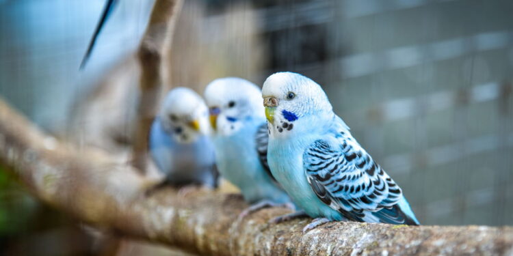 Ele é pequeno mas exige mais atenção do que você imagina