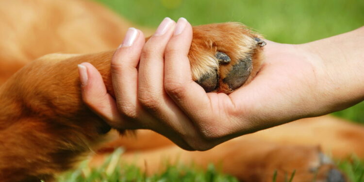 A dica mais ignorada que pode garantir mais anos de vida para seu pet