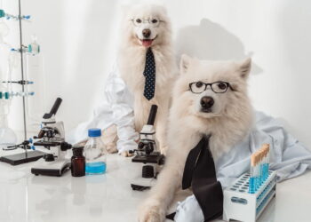 Essa mania comum dos cães pode revelar muito mais do que você imagina