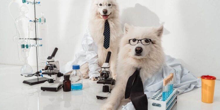 Essa mania comum dos cães pode revelar muito mais do que você imagina