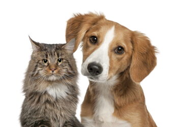 O motivo surpreendente que faz os gatos viverem mais tempo que os cães