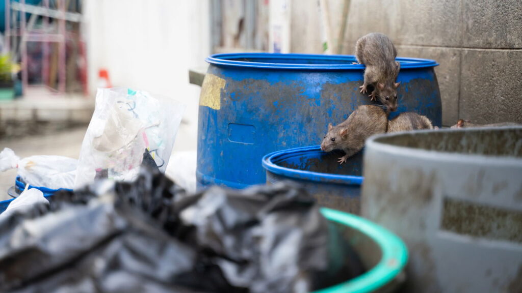 Acúmulo de resíduos que atrai pragas urbanas como ratos e baratas