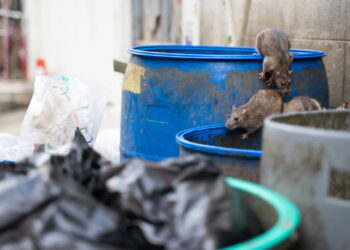 Acúmulo de resíduos que atrai pragas urbanas como ratos e baratas