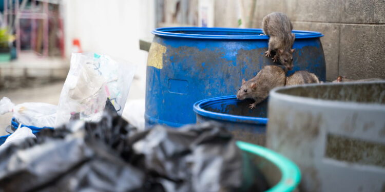 Acúmulo de resíduos que atrai pragas urbanas como ratos e baratas
