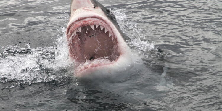 O que mata mais que tubarão e você nem imagina