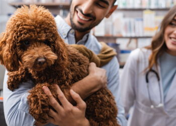 Os 5 cuidados mais importantes para a saúde do seu pet em 2025