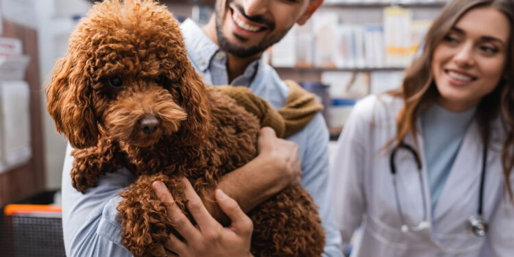 Os 5 cuidados mais importantes para a saúde do seu pet em 2025