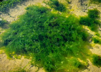 Alga tóxica avança por rios e ameaça água potável no sul do Brasil