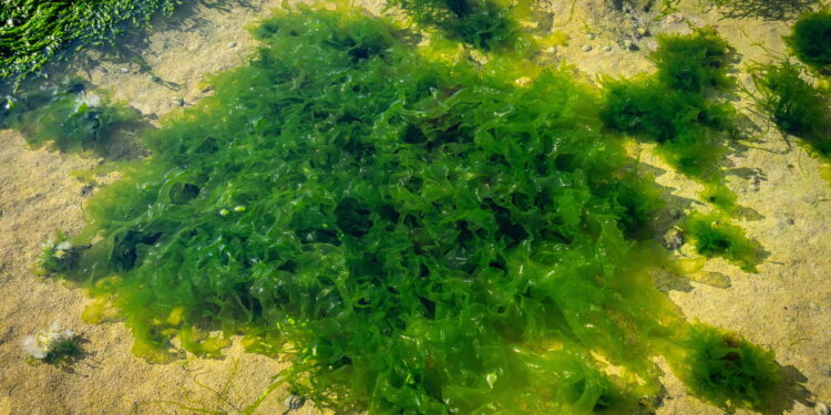 Alga tóxica avança por rios e ameaça água potável no sul do Brasil