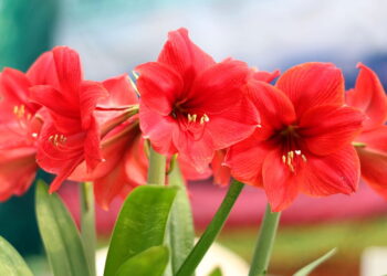 Essa flor está ganhando espaço nas casas dos brasileiros por sua beleza exuberante!