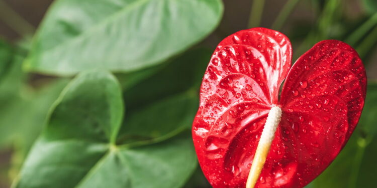 As 5 melhores plantas para ambientes úmidos sem risco de apodrecer