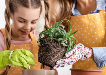 Essas são as 5 plantas que curam mais que abraço de vó!