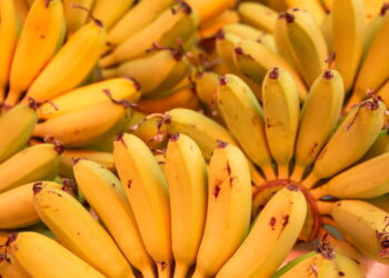 Como plantar bananas em vasos para colheita caseira simples