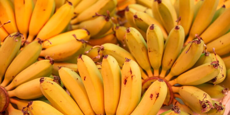 Como plantar bananas em vasos para colheita caseira simples