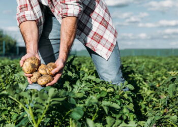 Esse vegetal além de ser amplamente consumido é fácil de cultivar sem dificuldade!