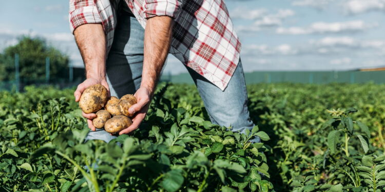 Esse vegetal além de ser amplamente consumido é fácil de cultivar sem dificuldade!