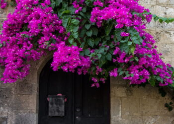 As 5 plantas para muros e cercas para ter na sua casa