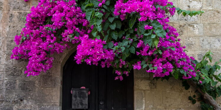 As 5 plantas para muros e cercas para ter na sua casa