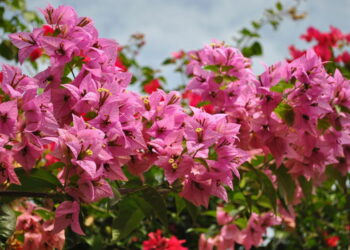 As 5 plantas que sobrevivem ao sol escaldante e ainda deixam o jardim lindo