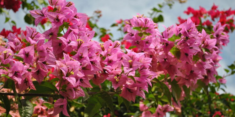 As 5 plantas que sobrevivem ao sol escaldante e ainda deixam o jardim lindo