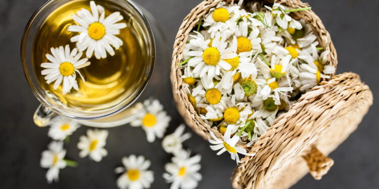 Esta planta medicinal é fácil de cuidar te acalma e tem usos incríveis!