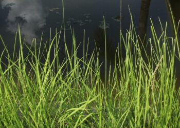 As 4 plantas mais eficazes para purificar solos contaminados