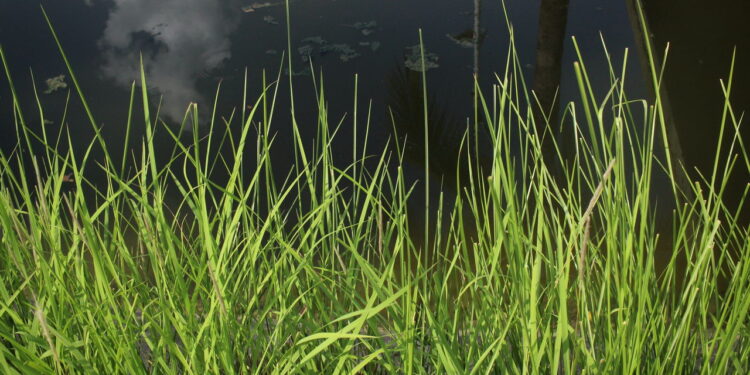 As 4 plantas mais eficazes para purificar solos contaminados