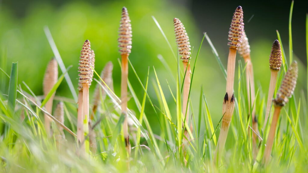 As 5 melhores plantas para ambientes úmidos sem risco de apodrecer