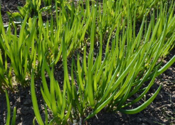 Aprenda a cultivar uma horta incrível com essa planta indispensável nas receitas!