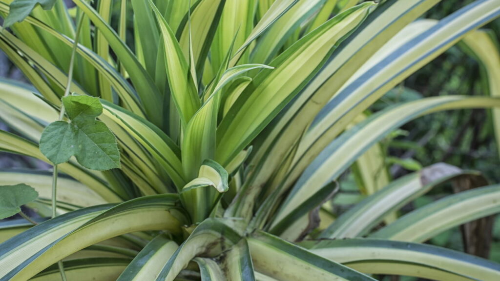 As 3 plantas que diminuem a poeira em casa