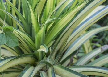 As 3 plantas que diminuem a poeira em casa