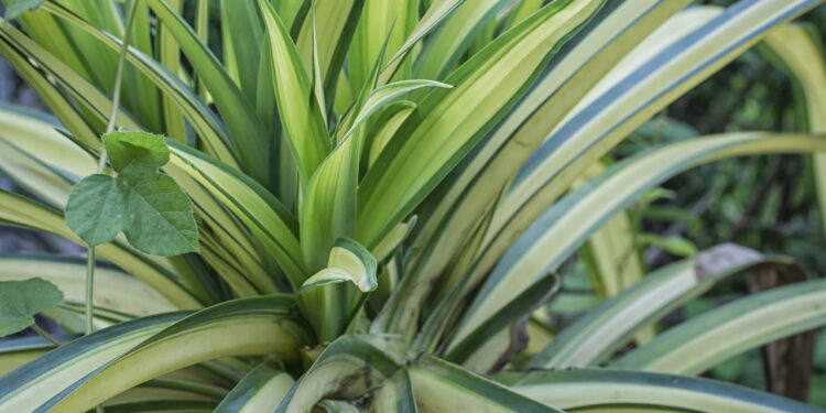 As 3 plantas que diminuem a poeira em casa