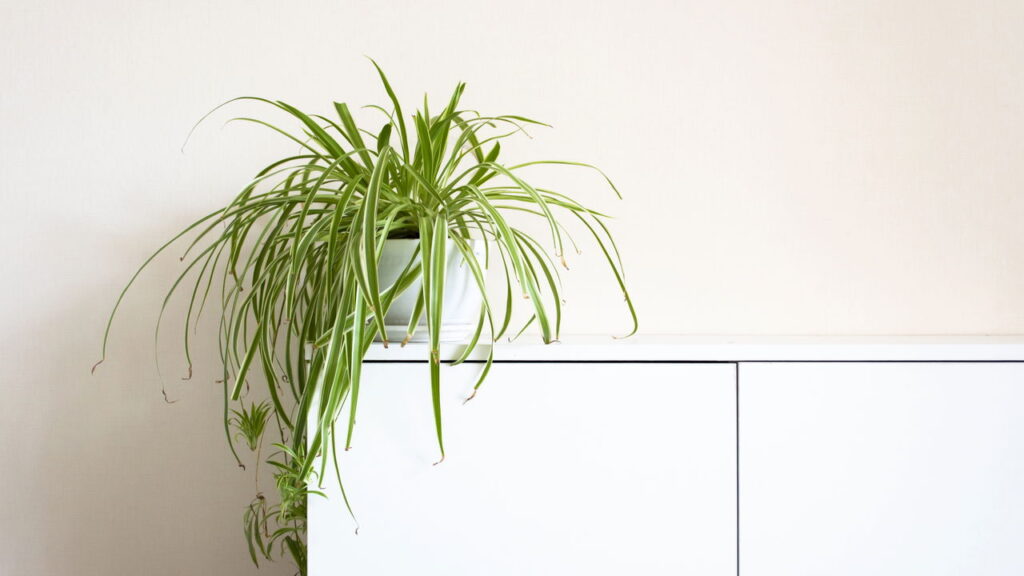 6 plantas que suportam variações bruscas de temperatura