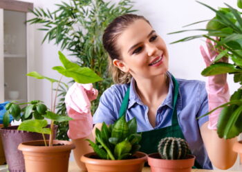 As 5 plantas perfeitas para quem está começando a cuidar de plantas